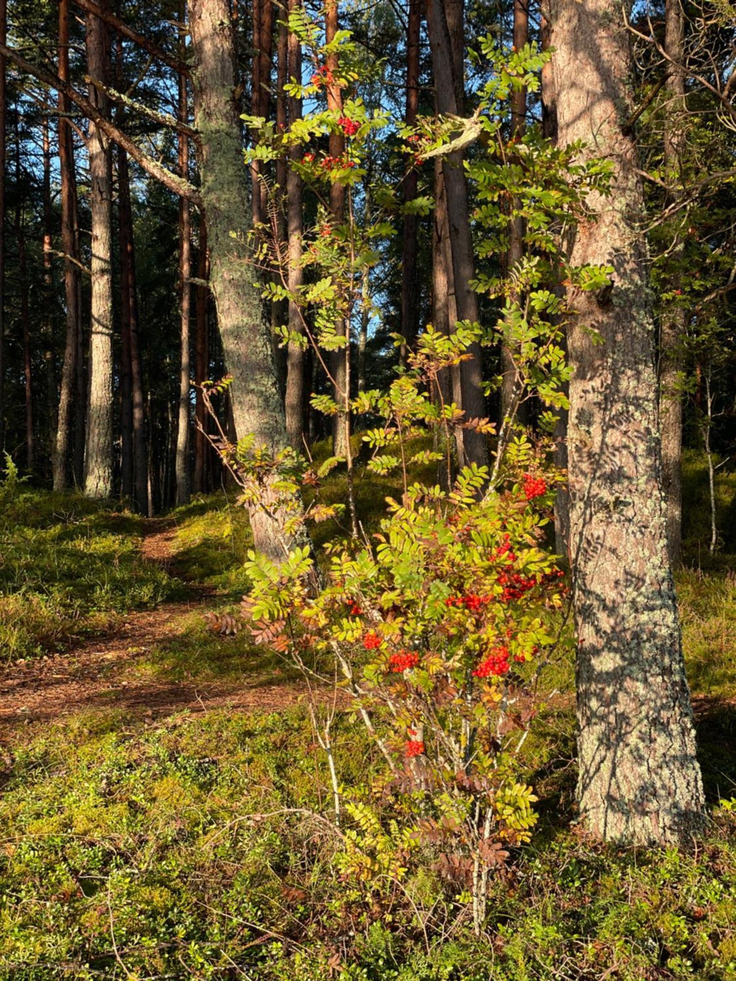 Ķesterciems11 Pine View公寓 外观 照片